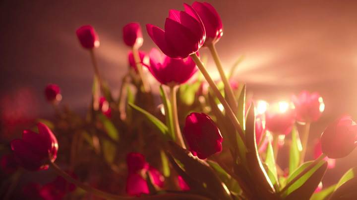 Vibrant Red Tulips In SunLight